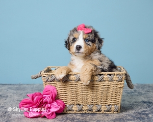 Kira F2 Mini Bernedoodle